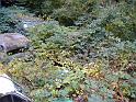 Autofriedhof - 218